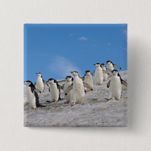 Baardpinguïns   Pygoscelis Antarctica Vierkante Button 5,1 Cm