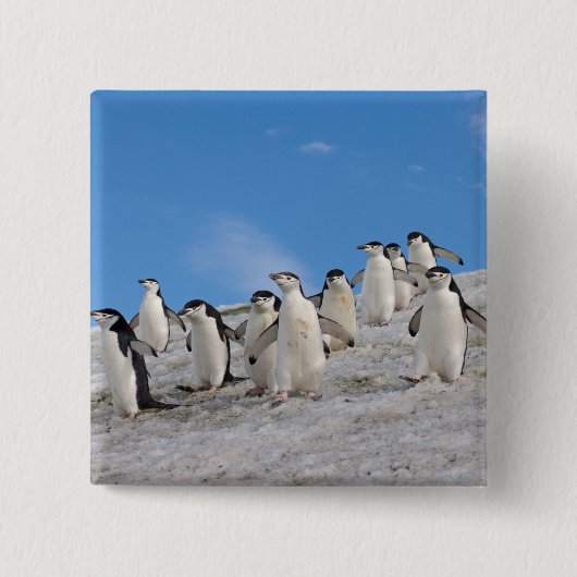 Baardpinguïns | Pygoscelis Antarctica Vierkante Button 5,1 Cm (Voorkant)