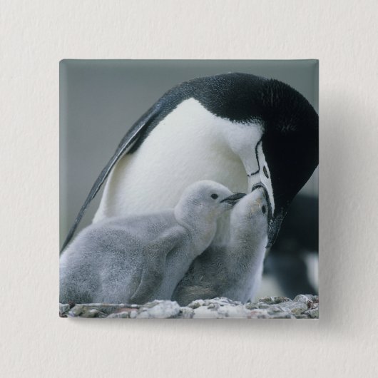 Baardpinguïns, Pygoscelis antarctica), Vierkante Button 5,1 Cm (Voorkant)