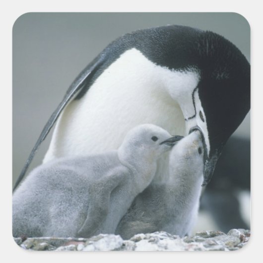 Baardpinguïns, Pygoscelis antarctica), Vierkante Sticker (Voorkant)