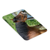 Baardpony drinkend uit watertrog magneet (Rechterzijde)