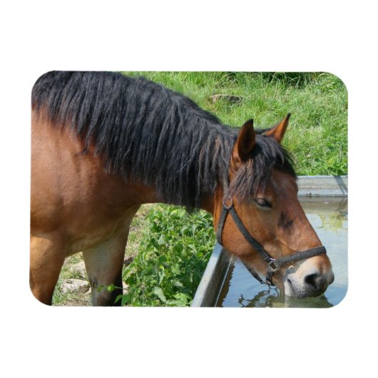 Baardpony drinkend uit watertrog magneet (Horizontaal)