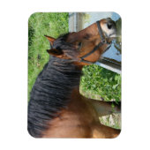 Baardpony drinkend uit watertrog magneet (Verticaal)