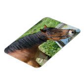 Baardpony drinkend uit watertrog magneet (Linkerzijde)