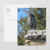 Baardreiger Briefkaart (Voorkant / Achterkant)