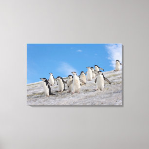 Baardrobben Pygoscelis Antarctica Canvas Afdruk