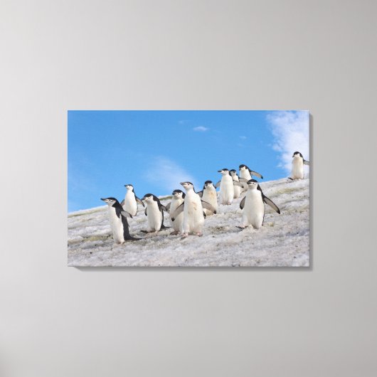Baardrobben | Pygoscelis Antarctica Canvas Afdruk (Voorkant)