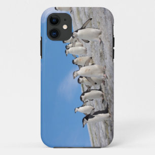 Baardrobben   Pygoscelis Antarctica iPhone 11 Hoesje