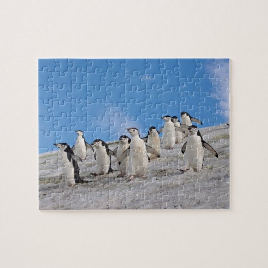 Baardrobben | Pygoscelis Antarctica Legpuzzel (Horizontaal)