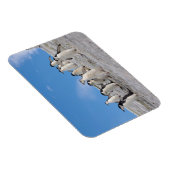 Baardrobben | Pygoscelis Antarctica Magneet (Rechterzijde)