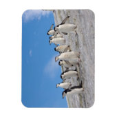 Baardrobben | Pygoscelis Antarctica Magneet (Verticaal)