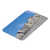 Baardrobben | Pygoscelis Antarctica Magneet (Linkerzijde)