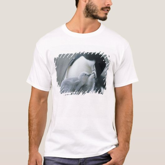 Baardrobben, Pygoscelis antarctica), T-shirt (Voorkant)