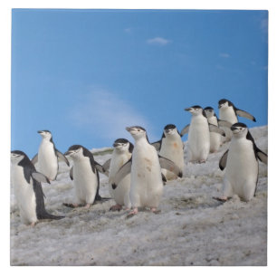 Baardrobben   Pygoscelis Antarctica Tegeltje