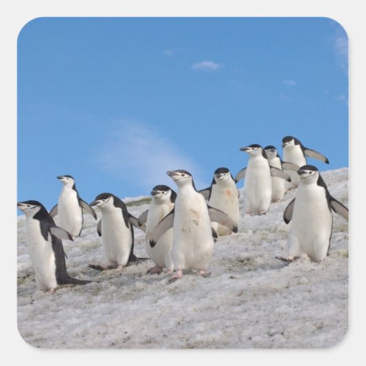 Baardrobben | Pygoscelis Antarctica Vierkante Sticker (Voorkant)