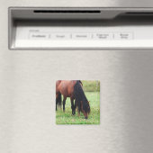 Baardveulen, Paard, Grazingmagneet Magneet (Insitu (Vaatwasser))