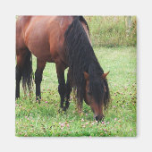 Baardveulen, Paard, Grazingmagneet Magneet (Voorkant)