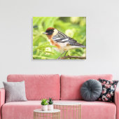 Baardzanger (Dendroica castanea) volwassen Canvas Afdruk (Insitu (Woonkamer))