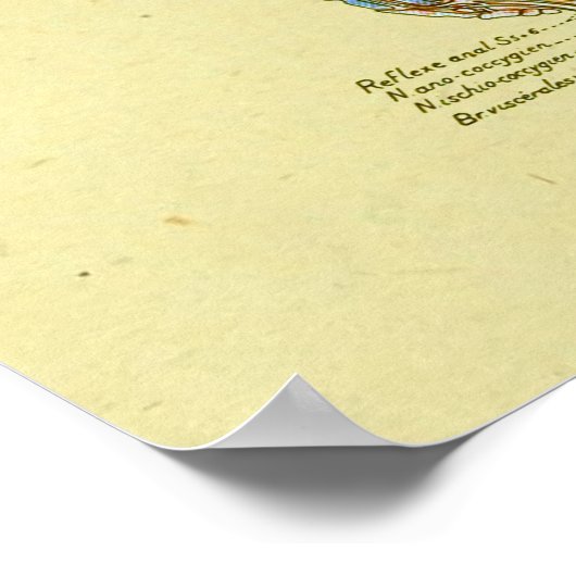 Baarvormig Lumbar Nerves Medische anatomiegrafiek Poster (Hoek)