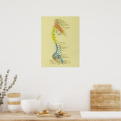 Baarvormig Lumbar Nerves Medische anatomiegrafiek Poster (Keuken)