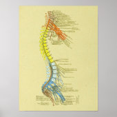 Baarvormig Lumbar Nerves Medische anatomiegrafiek Poster (Voorkant)