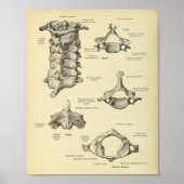 Baarwervelkolom — Anatomie afdrukken Poster (Voorkant)