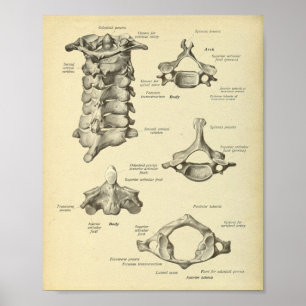 Baarwervelkolom — Anatomie afdrukken Poster