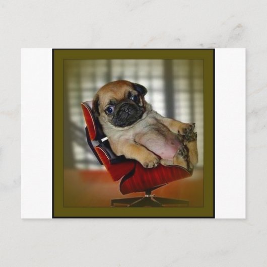 Baas Pug. Briefkaart (Voorkant)