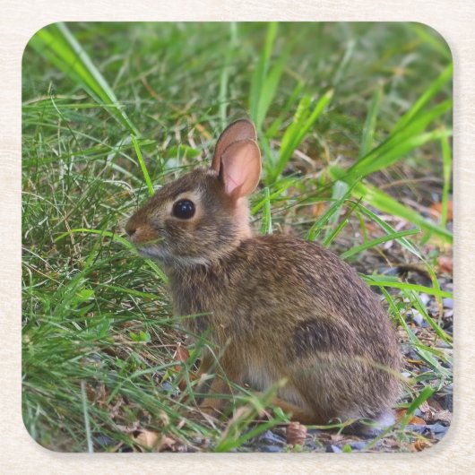 Babby Bunny Papieren Onderzetter (Voorkant)