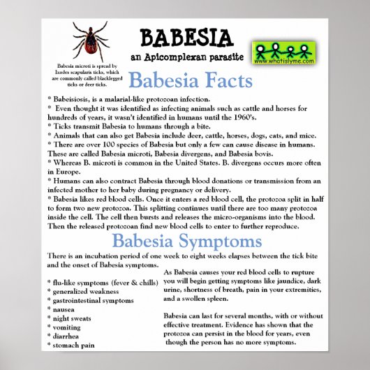 Babesia Information Fact Poster (Voorkant)