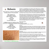 Babesia Symptomen en Poster van overdracht