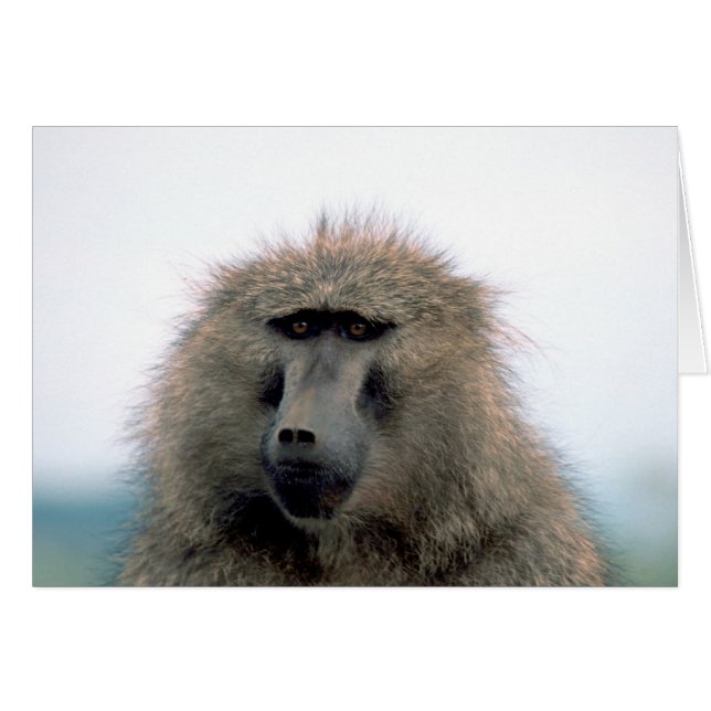 Baboon (Voorkant Horizontaal)