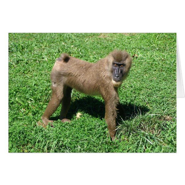Baboon (Voorkant Horizontaal)