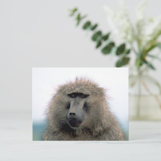 Baboon Briefkaart (Staand voorkant)