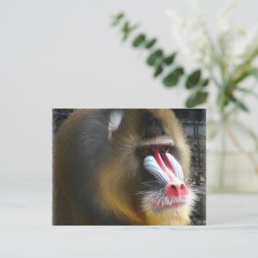 Baboon Briefkaart (Staand voorkant)
