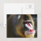 Baboon Briefkaart (Voorkant / Achterkant)