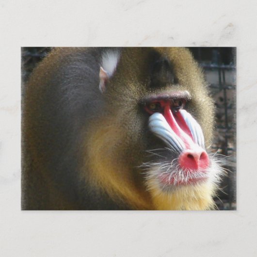 Baboon Briefkaart (Voorkant)