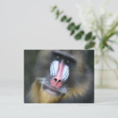 Baboon Face Briefkaart (Staand voorkant)