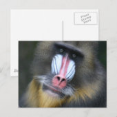 Baboon Face Briefkaart (Voorkant / Achterkant)