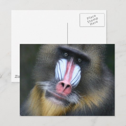 Baboon Face Briefkaart (Voorkant / Achterkant)