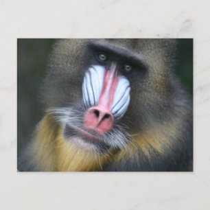 Baboon Face Briefkaart