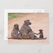 Baboon familie zit op de grond briefkaart (Voorkant / Achterkant)