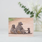 Baboon familie zit op de grond briefkaart (Staand voorkant)