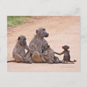Baboon familie zit op de grond briefkaart
