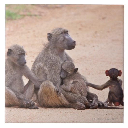 Baboon familie zit op de grond tegeltje (Voorkant)