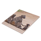 Baboon familie zit op de grond tegeltje (Zijkant)