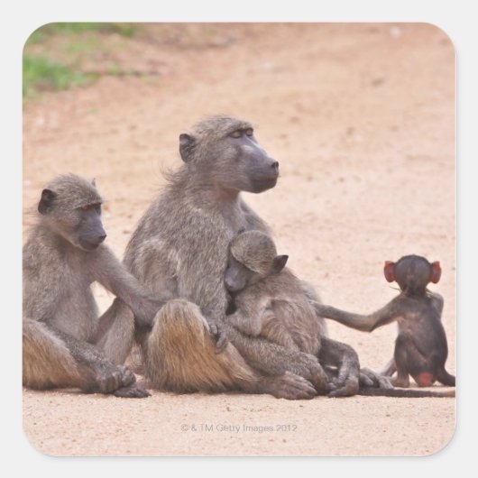Baboon familie zit op de grond vierkante sticker (Voorkant)