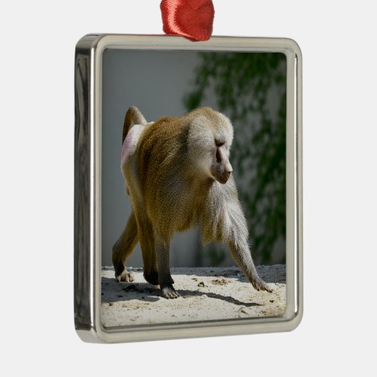 Baboon loopt op de grond metalen ornament (Rechts)