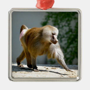 Baboon loopt op de grond metalen ornament