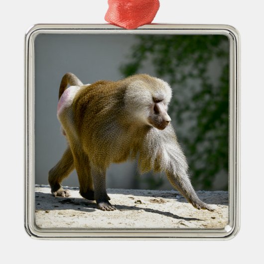 Baboon loopt op de grond metalen ornament (Voorkant)